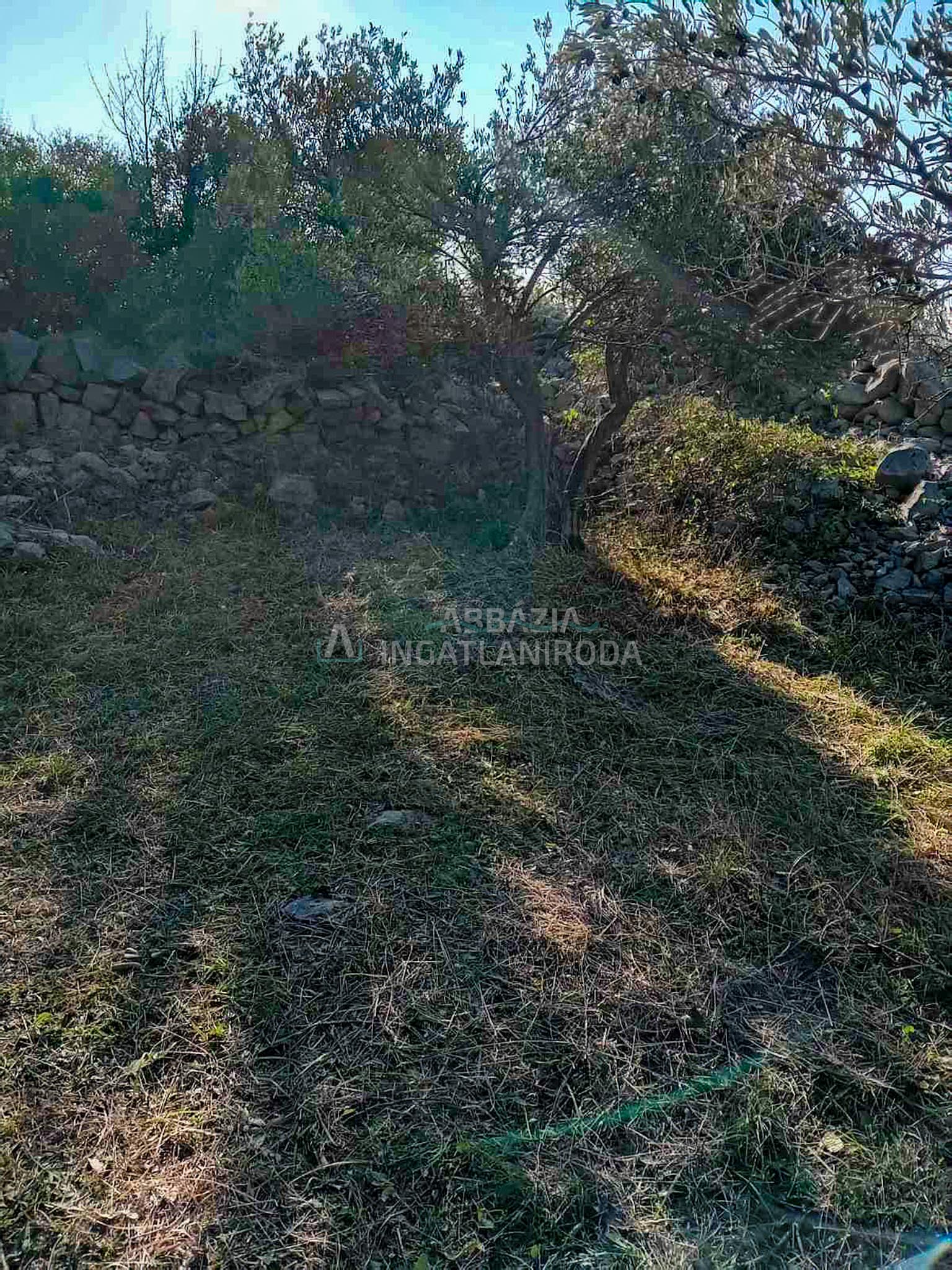 Olajfaliget tengeri panorámával