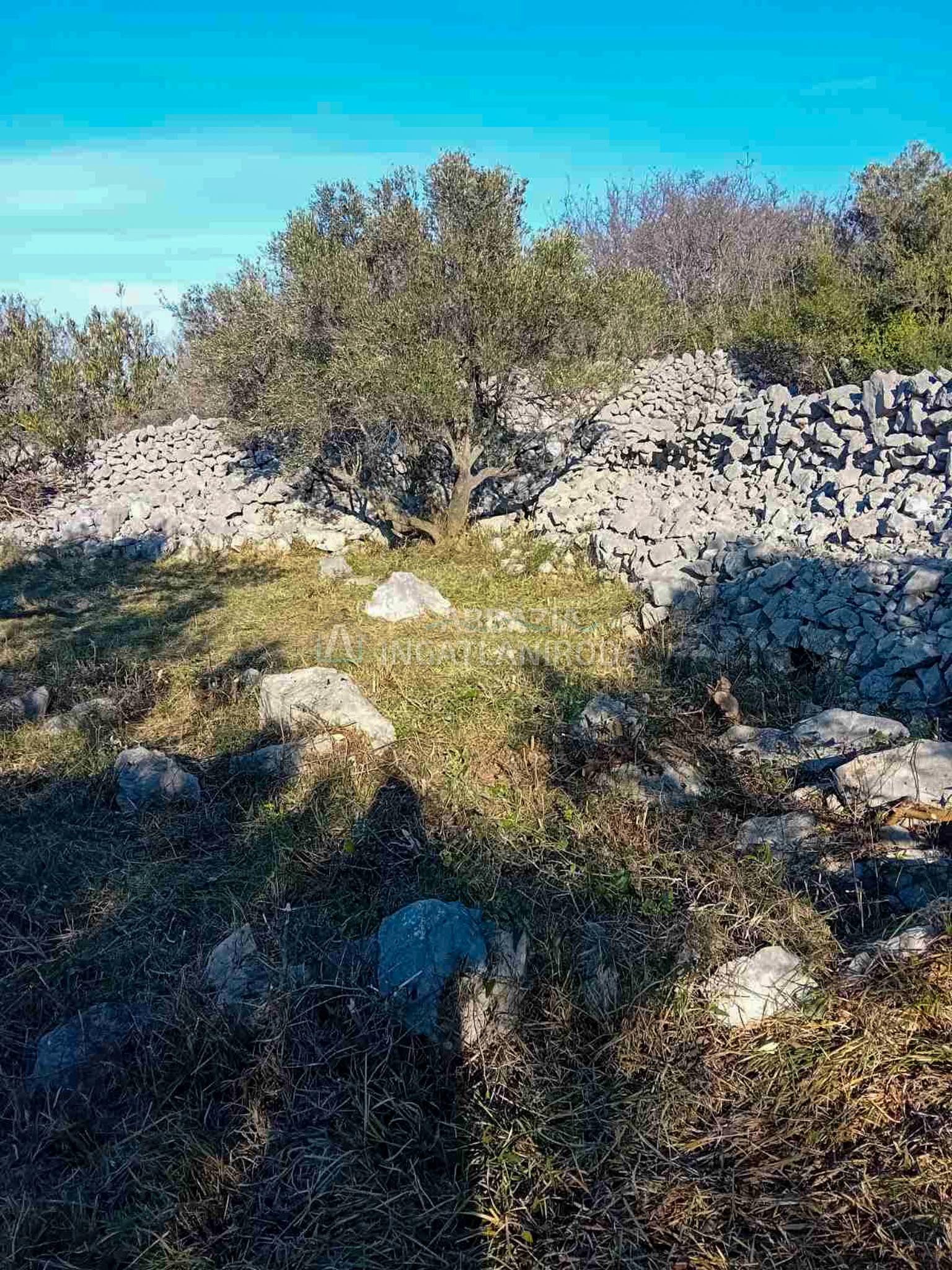 Olajfaliget tengeri panorámával