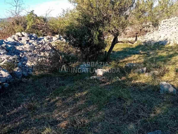 Olajfaliget tengeri panorámával